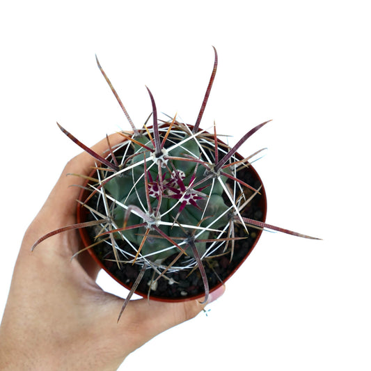 Ferocactus wislizenii var. herrerae X Ferocactus rectispinus sjelden kaktus med lange rødaktige torner og grønn ribbet kropp
