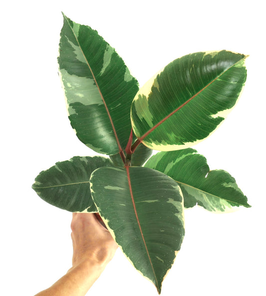 Ficus elastica cv Tineke variegated large glossy leaves with cream edges