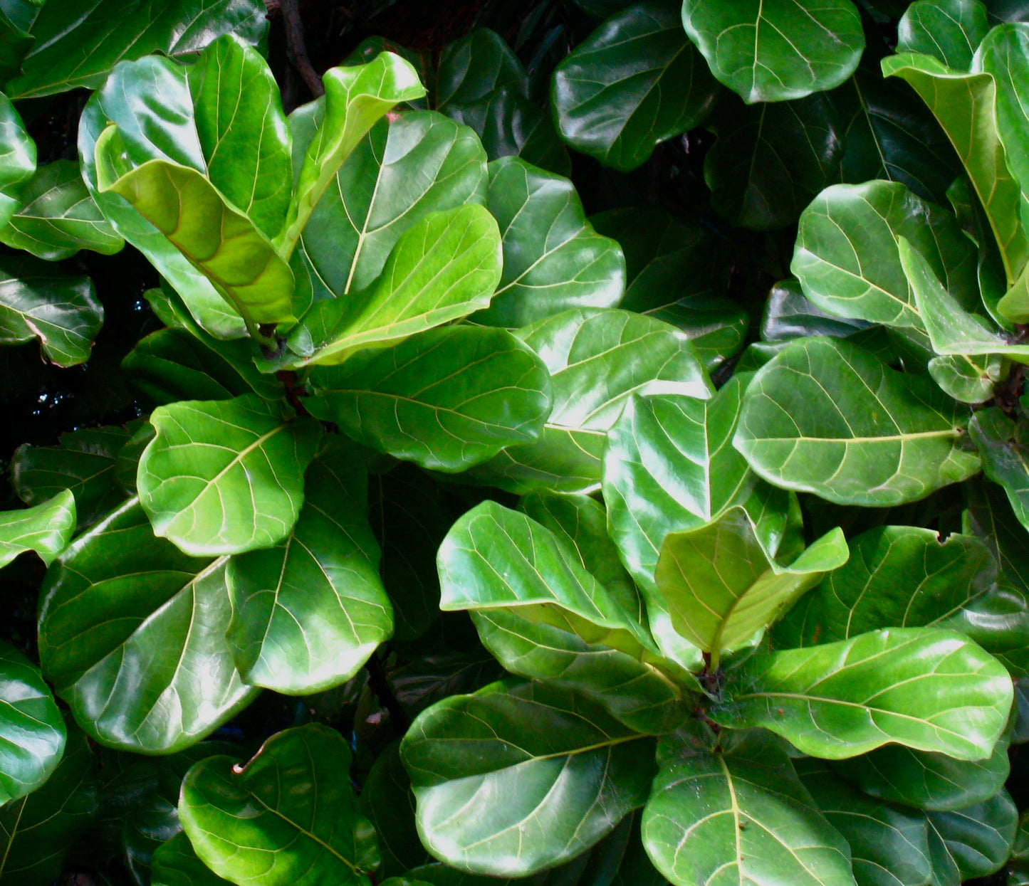 Ficus lyrata large glossy green fiddle-shaped leaves dense foliage close-up