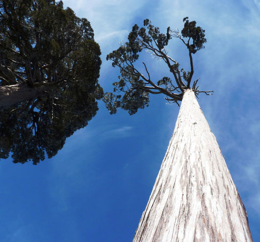 Fitzroya cupressoides tall evergreen tree with textured bark and sparse foliage against blue sky
