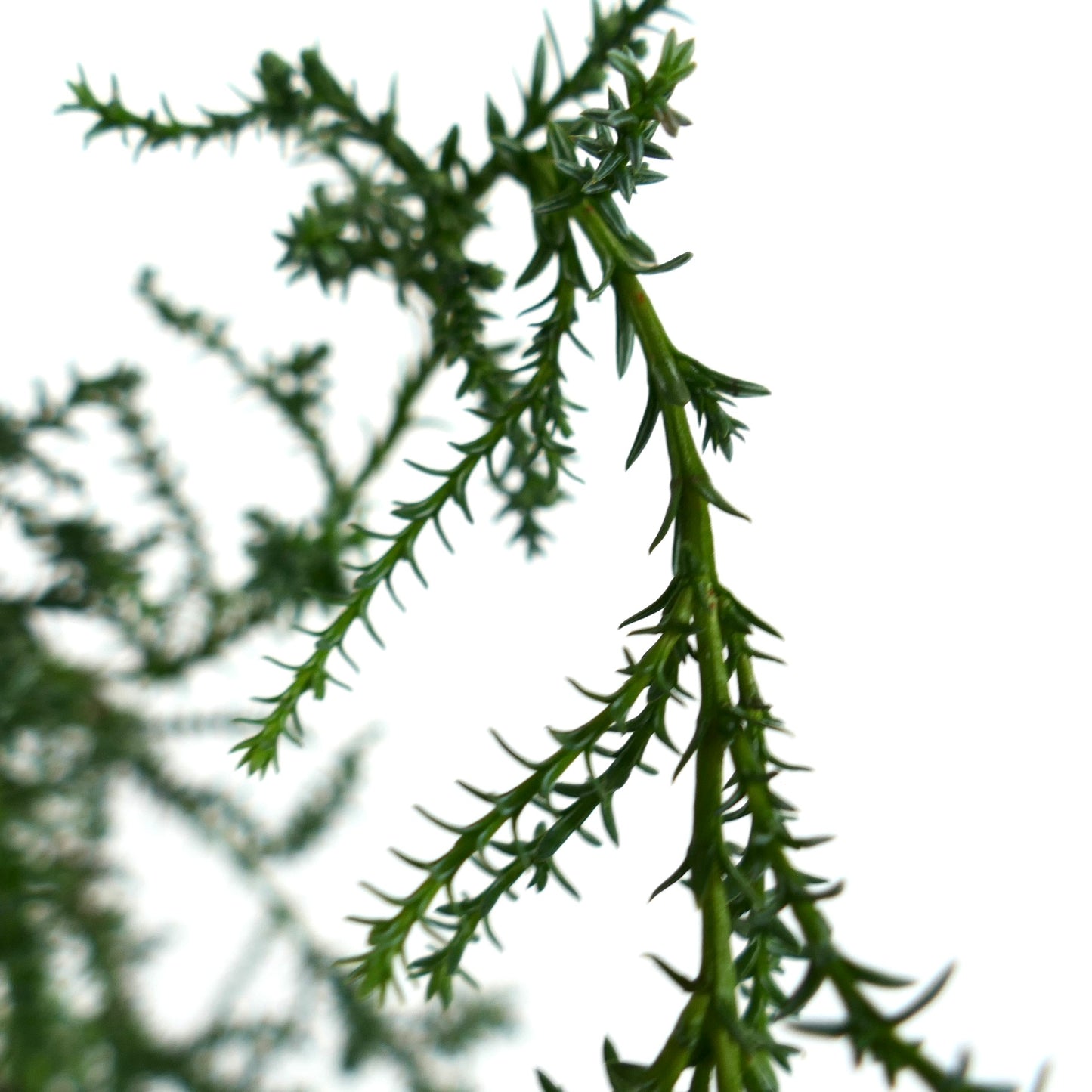 Fitzroya cupressoides delicate green needle-like foliage with slender branching stems