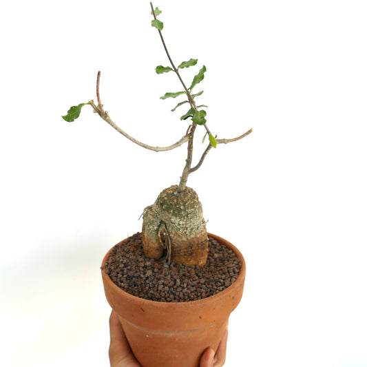 Fockea edulis caudiciform succulent with thick textured base and sparse green leaves in terracotta pot