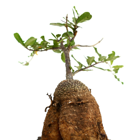 Fockea edulis caudex succulent with thick woody base and green leafy branches