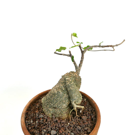 Fockea edulis caudiciform succulent with textured swollen base and sparse green leaves in pot