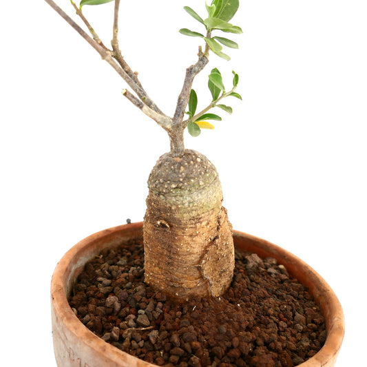 Fockea edulis caudex succulent with textured bark and small green leaves in terracotta pot