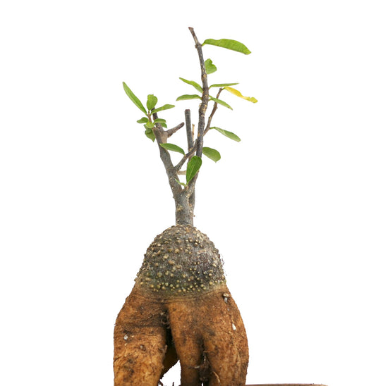 Fockea edulis succulent caudex plant with small green leaves and textured bulbous base