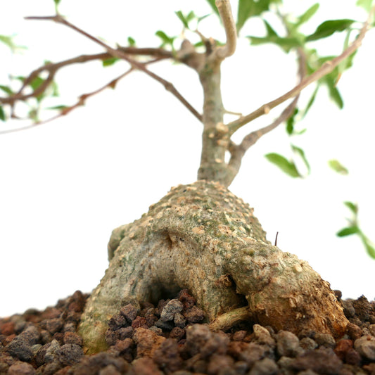 Fockea edulis caudex with textured bark and small green leaves growing in volcanic soil