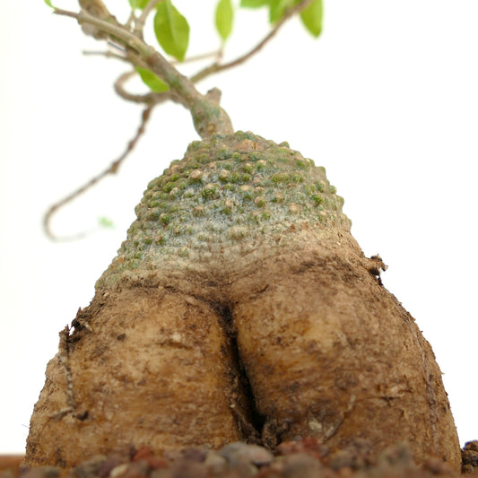 Fockea edulis caudex with rough textured base and small green leaves on branch above