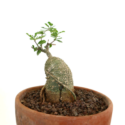 Fockea edulis caudiciform succulent with thick textured trunk and small green leaves in terracotta pot