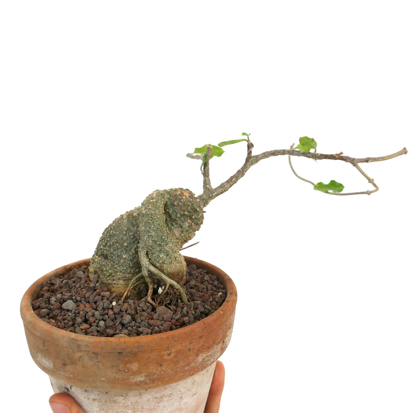 Fockea edulis caudiciform succulent with twisted trunk and sparse green leaves in terracotta pot