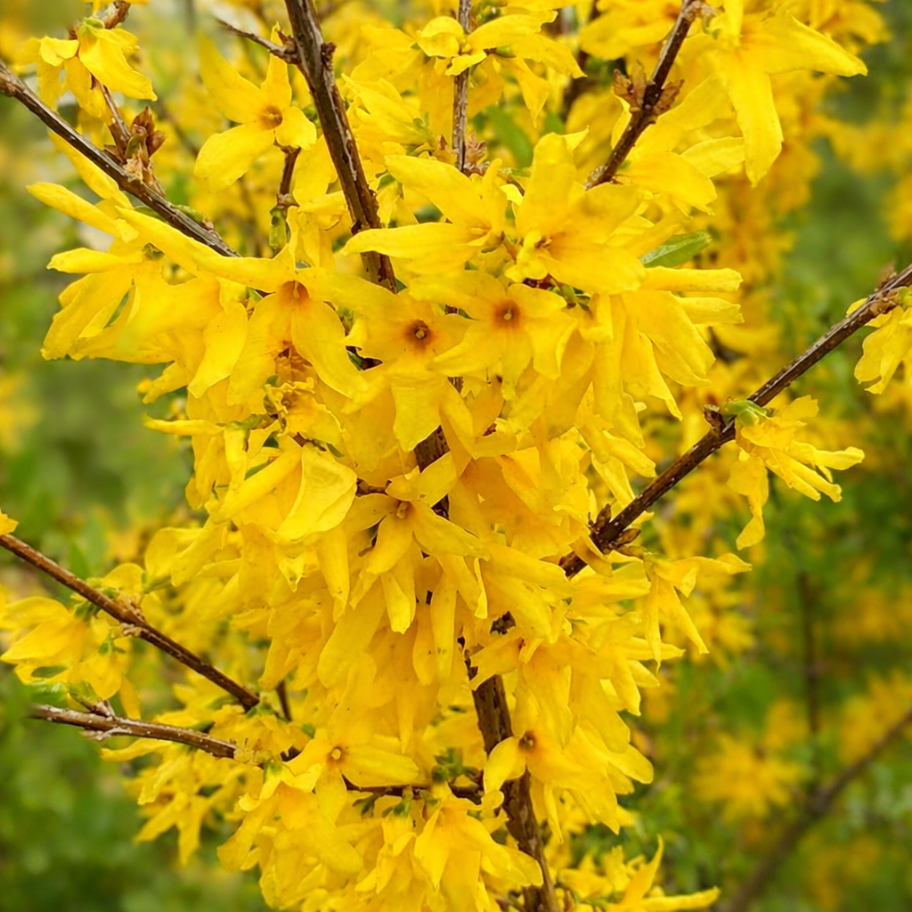 Flores primaverales agrupadas de un amarillo brillante de Forsythia ovata en ramas leñosas
