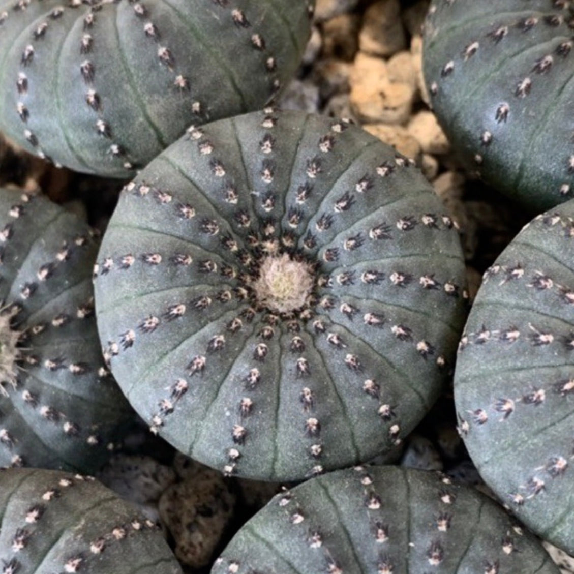 Cacto suculento Frailea asterioides com corpo redondo, estriado verde e espinhos pequenos