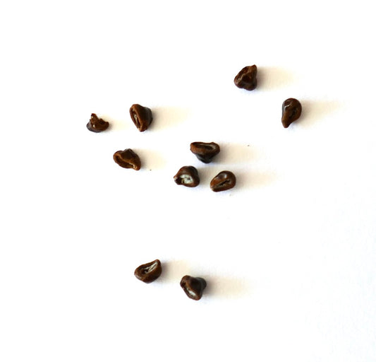 Frailea asterioides cactus seeds small brown succulent seed collection