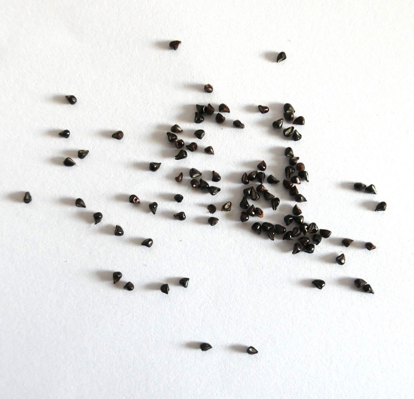 Graines de petit cactus sombre Frailea atrobella dispersées sur fond blanc