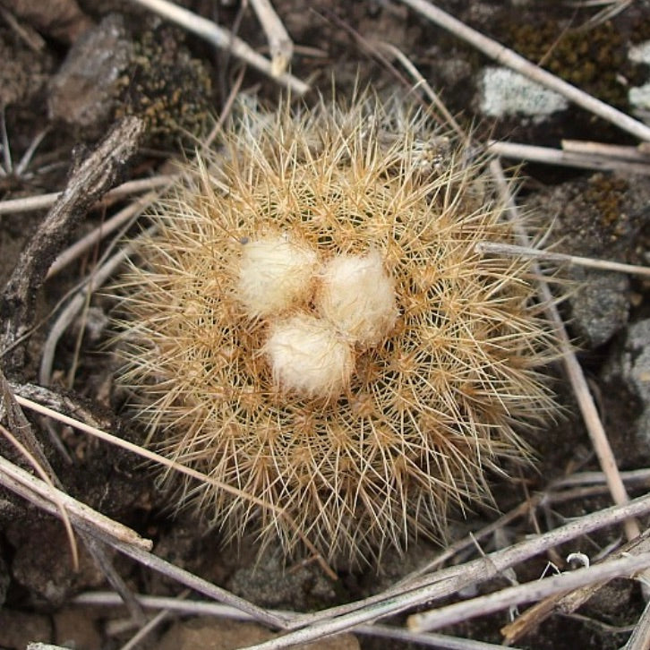Frailea carminifilamentosa small round cactus with dense golden spines and woolly areoles