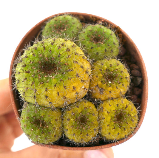 Frailea castanea petit cactus succulent en touffes avec une coloration jaune et verte et de fines épines