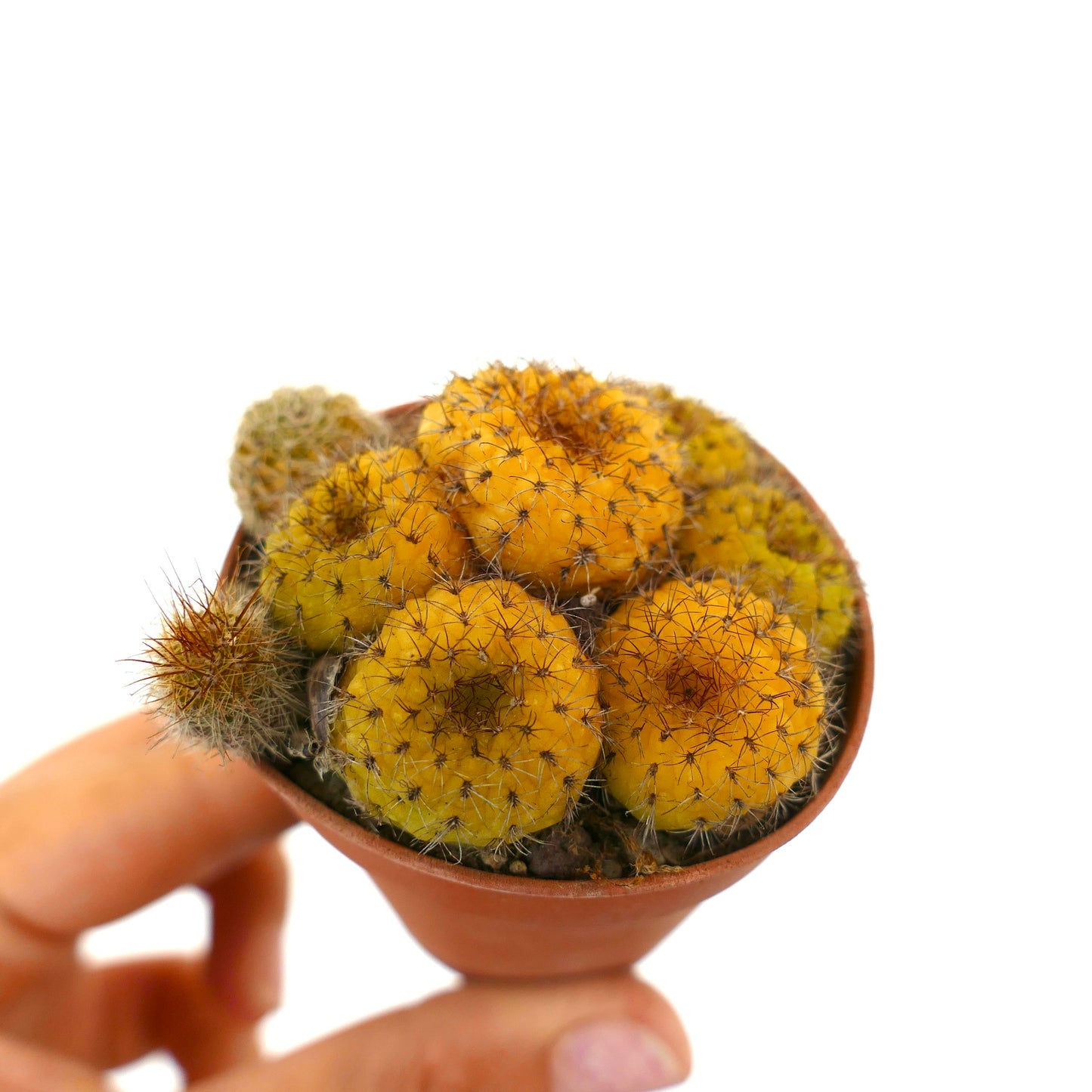 Petit cactus Frailea castanea jaune-orange en grappes avec fines épines en pot