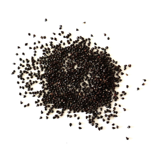 Frailea chrysacantha dark small cactus seeds scattered on white background