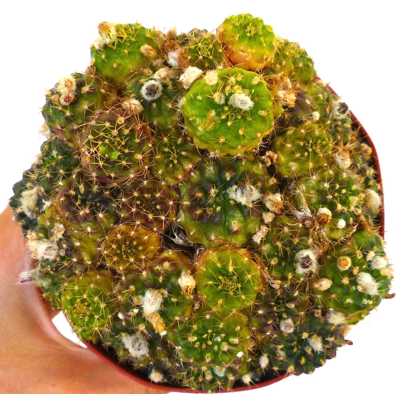 Frailea concepcionensis small clustered cactus with green rounded stems and yellow spines