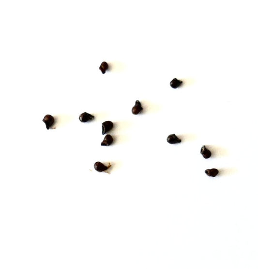 Frailea concepcionensis seeds scattered on white background for succulent propagation