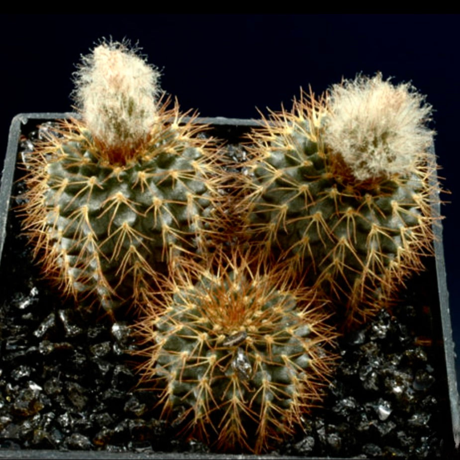 Frailea mammifera small succulent cactus with dense golden spines and woolly tops in black soil