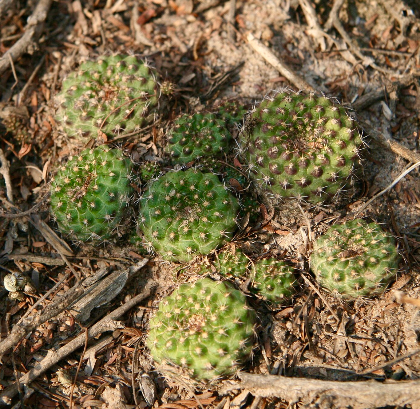 Frailea schilinzkyana small round green cactus with short spines growing on dry soil