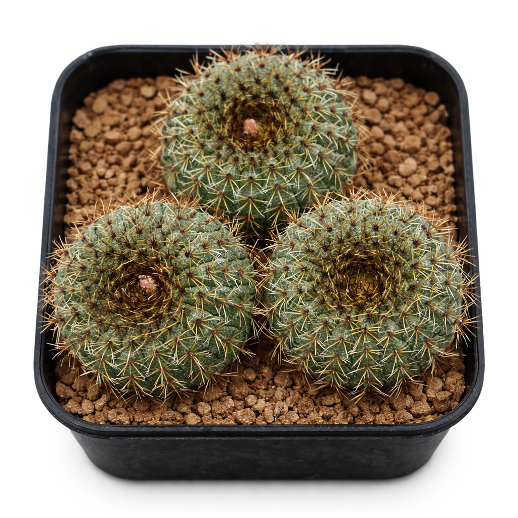 Petit cactus rond Frailea uhligiana aux épines denses en pot noir