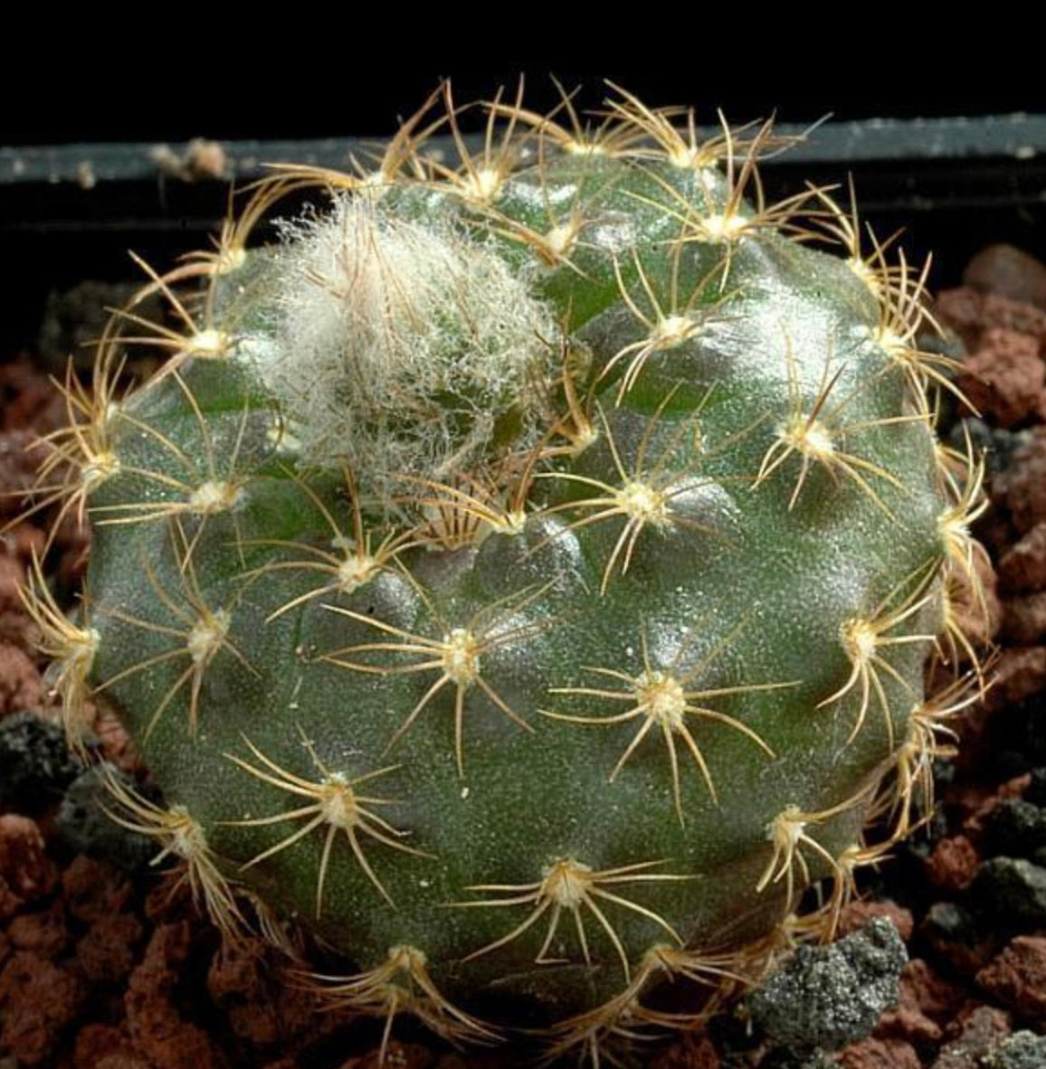 Frailea ybatense small green cactus with yellow spines and white woolly areole tuft