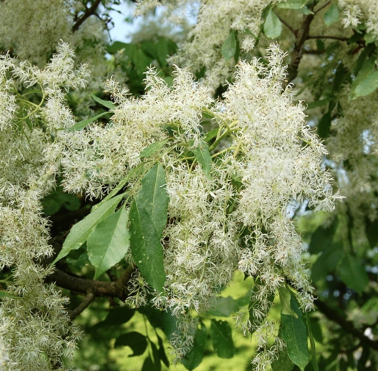 Fraxinus bungeana delicados racimos de flores blancas con hojas pinnadas verdes