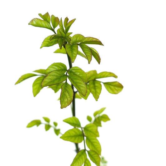 Fraxinus ornus young green leaves with serrated edges and slender stem against white background
