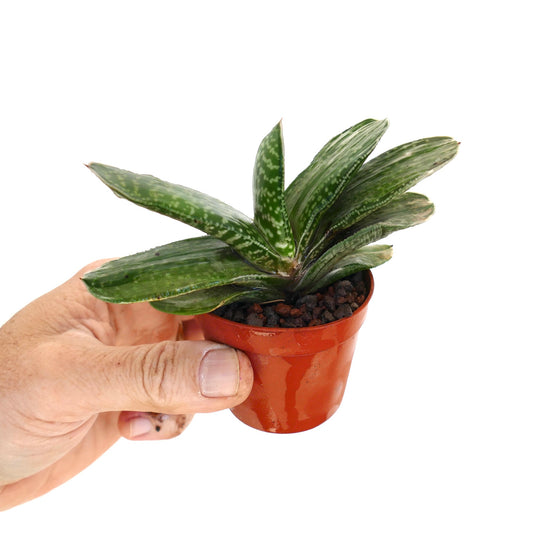 Gasteria Ariso-no-Matsu x Gasteria carinata succulent hybrid with thick spotted green leaves in small pot