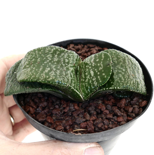 Gasteria armstrongii succulent with thick spotted leaves in small black pot