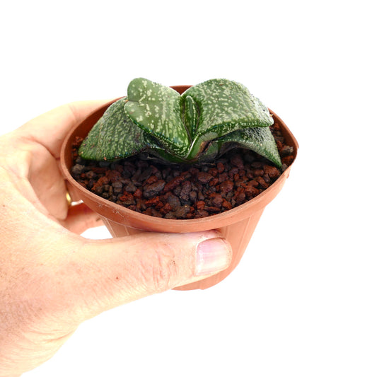 Gasteria armstrongii succulent with thick spotted green leaves in small brown pot held by hand