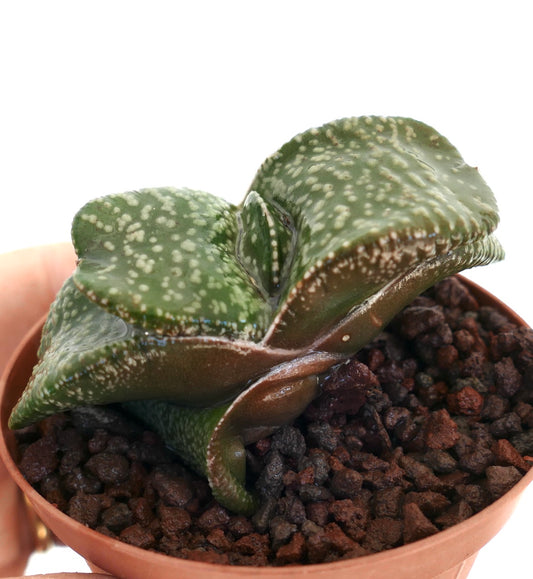 Gasteria armstrongii succulent with thick spotted green leaves in small pot