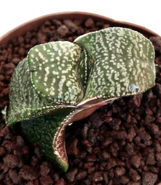Gasteria armstrongii succulent with thick spotted green leaves in rocky soil
