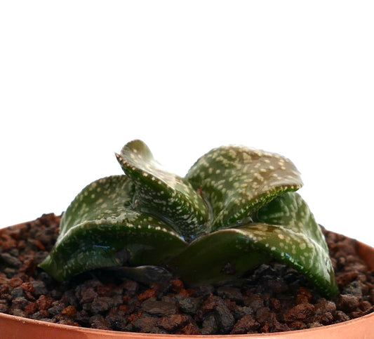 Gasteria armstrongii cv 'White Pearl' succulent with thick spotted leaves in terracotta pot