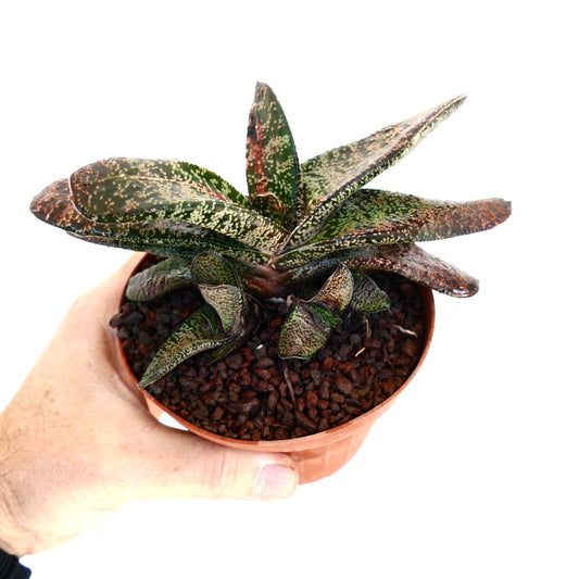 Gasteria batesiana succulent with thick spotted green leaves in small pot held by hand