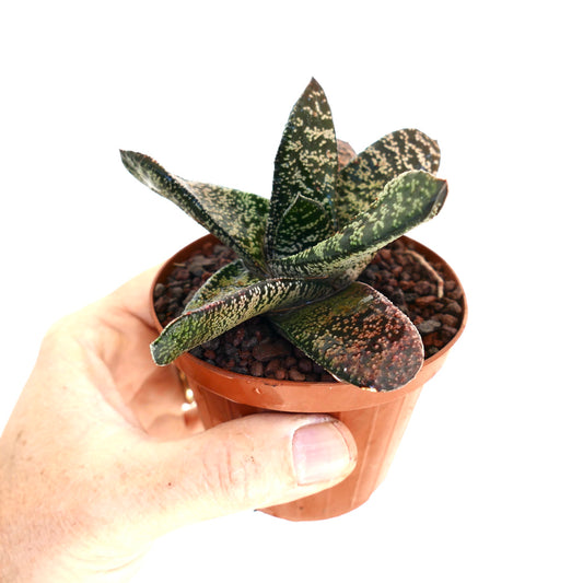 Gasteria batesiana succulent with thick spotted green leaves in small brown pot held by hand