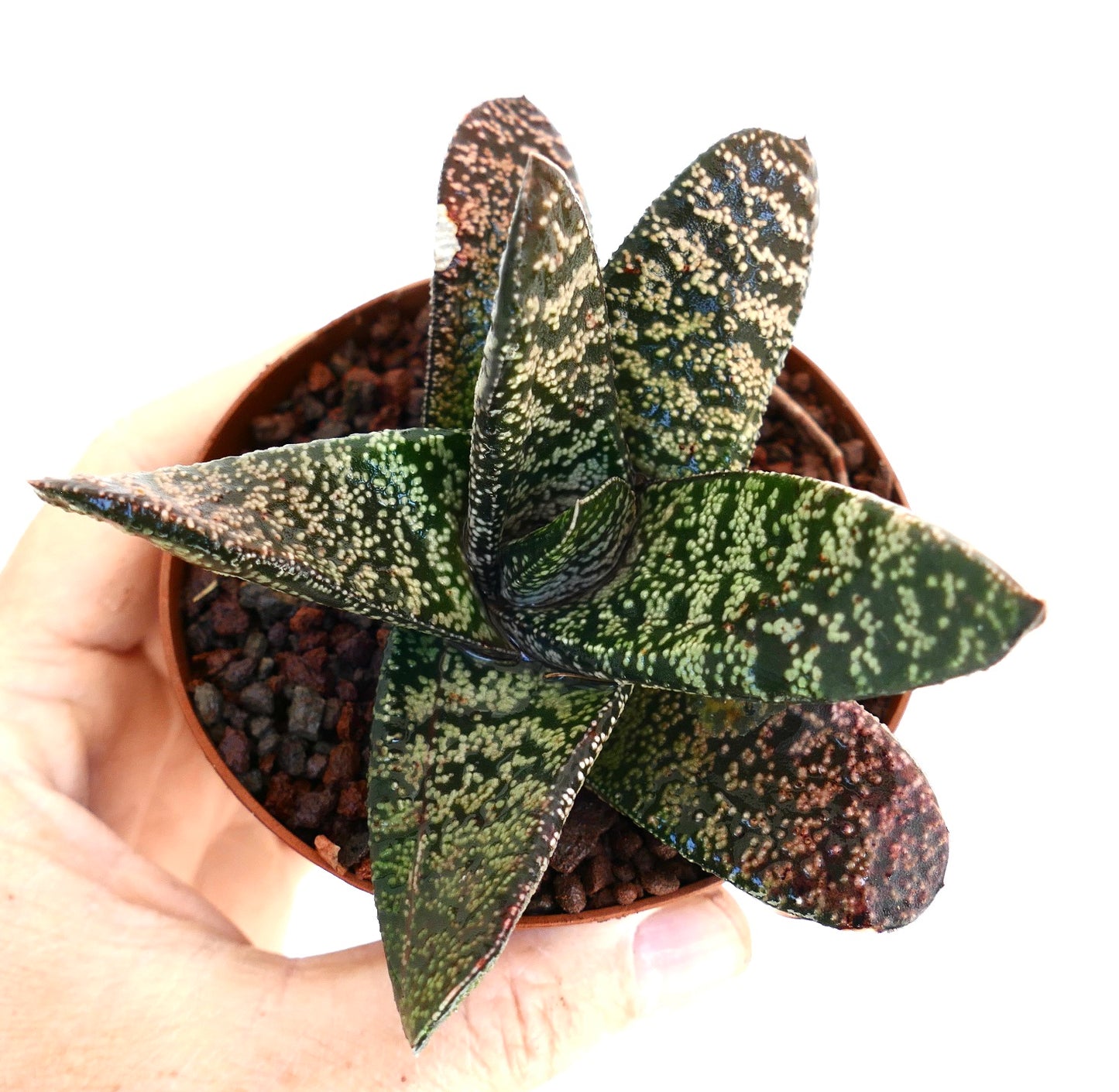 Succulente Gasteria batesiana aux feuilles épaisses vert foncé avec des taches, dans un petit pot tenu à la main