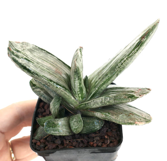 Gasteria cv. 'Ariso-no-Matsu' succulent with elongated variegated green and white leaves in small pot