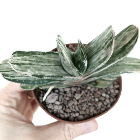 Gasteria marmorata succulent with thick variegated green and white striped leaves in pot