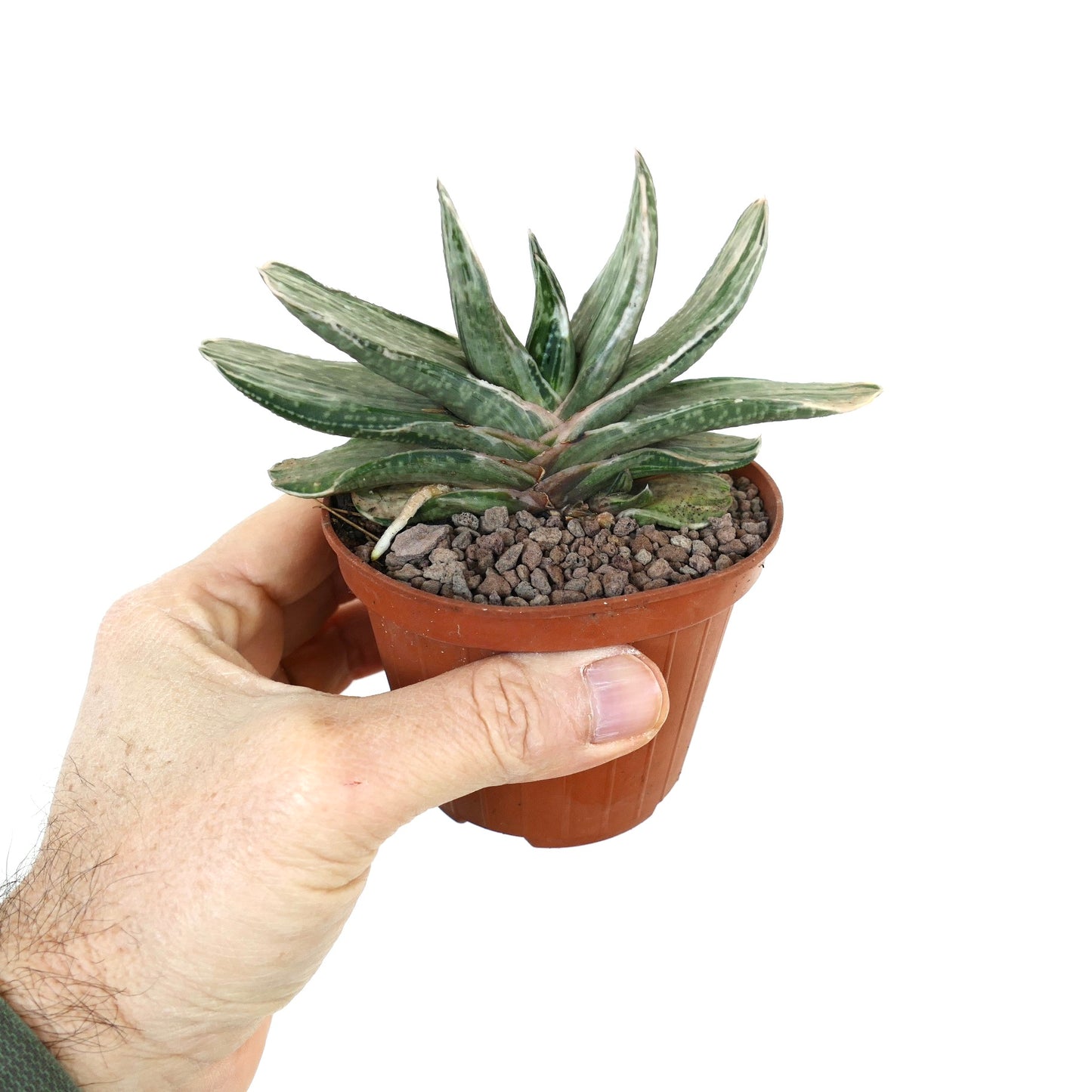 Gasteria marmorata succulent with thick variegated green leaves in small pot held by hand