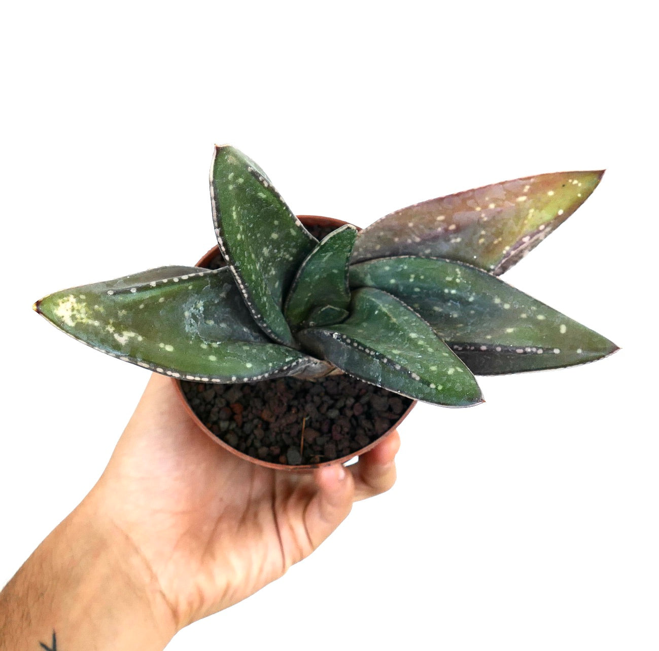 Gasteria armstrongii X Gasteria excelsa succulent with thick spotted green leaves and textured edges