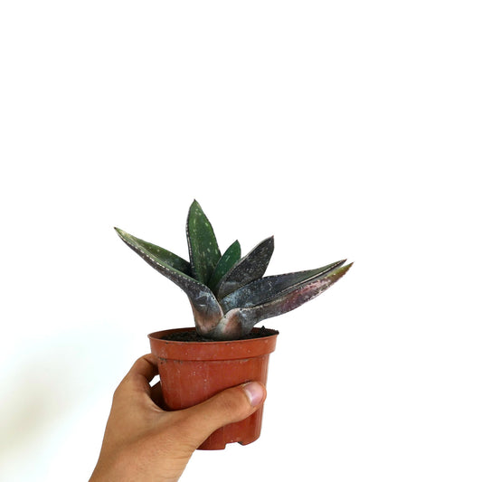 Gasteria armstrongii X Gasteria excelsa succulent with thick, pointed dark green and purple leaves