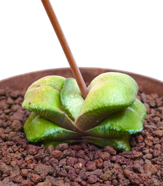 Gasteria armstrongii cv. 'Maafushi' succulent with thick, textured green leaves in rocky soil