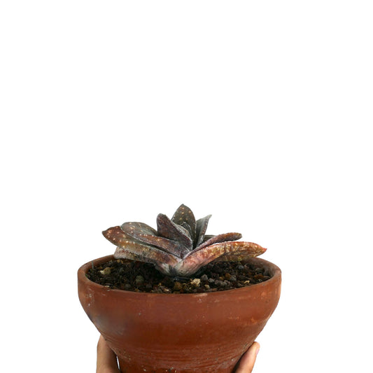 Gasteria armstrongii cv BROWN JAGUAR succulent with thick spotted brown leaves in terracotta pot