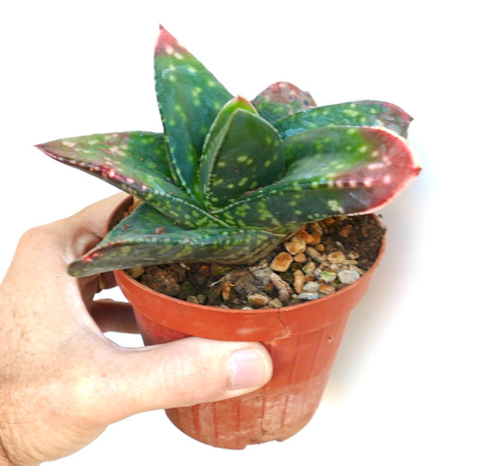 Gasteria armstrongii succulent with thick spotted green leaves and red-tipped edges in pot