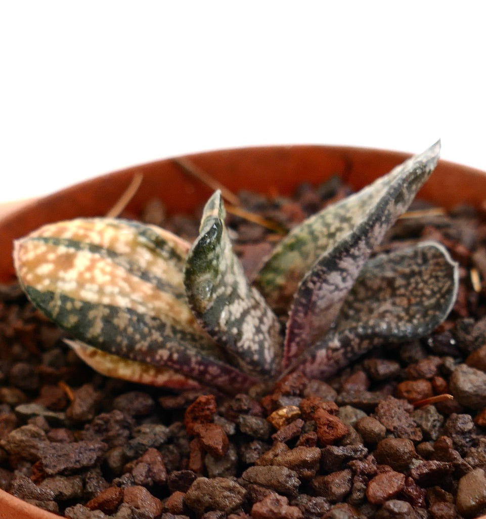 Gasteria batesiana succulent with thick variegated leaves and rough textured surface in pot