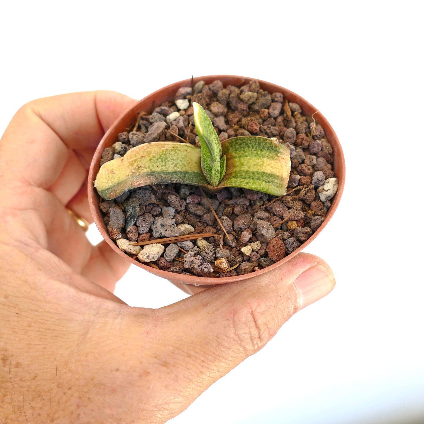 Gasteria batesiana small succulent with thick textured green leaves in rocky soil pot