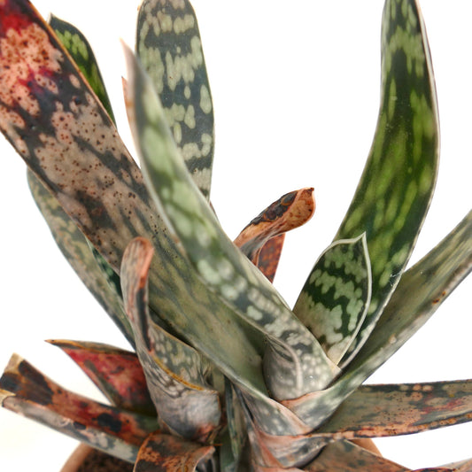 Gasteria cv. MINNESOTA EX NCS NURSERY succulent with thick mottled green and brown spotted leaves